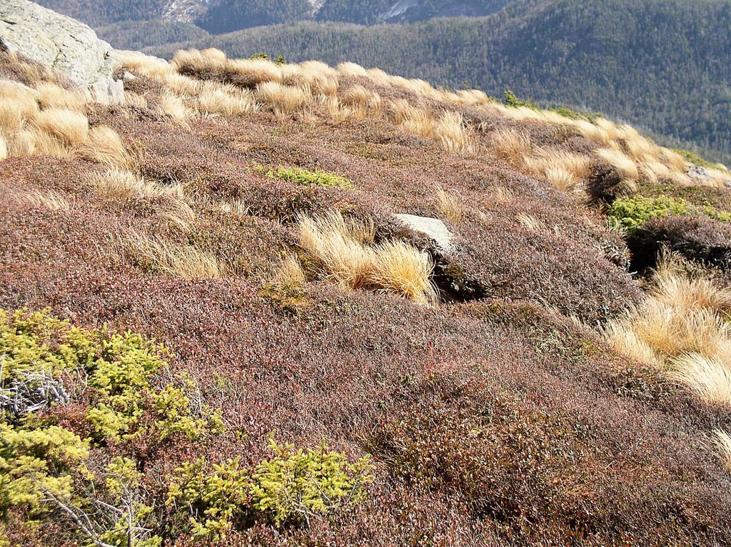 algonquin_grass