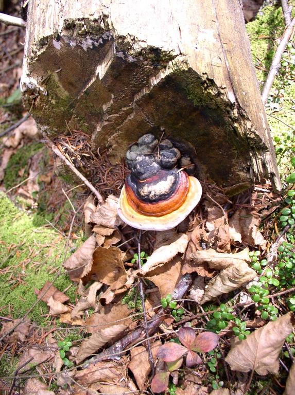 fungus