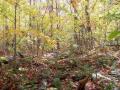 foliage.jpg