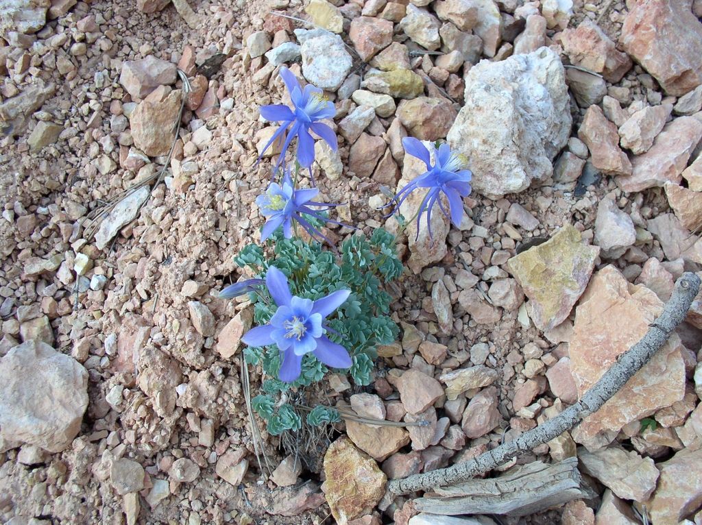 b_Aquilegia_scopulorum