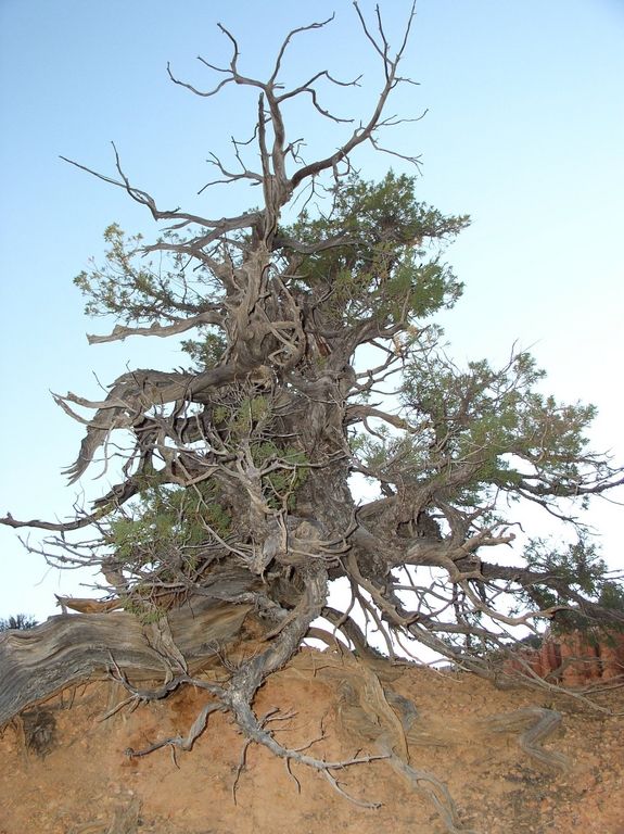 b_Pinus_edulis