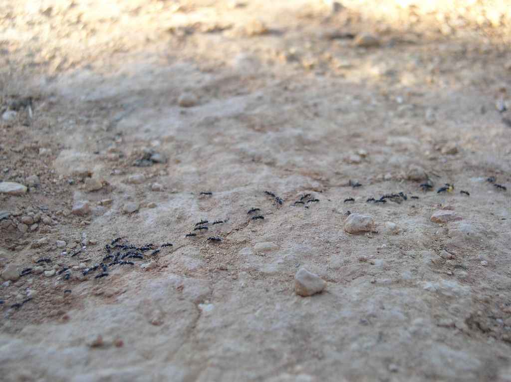 b_ants