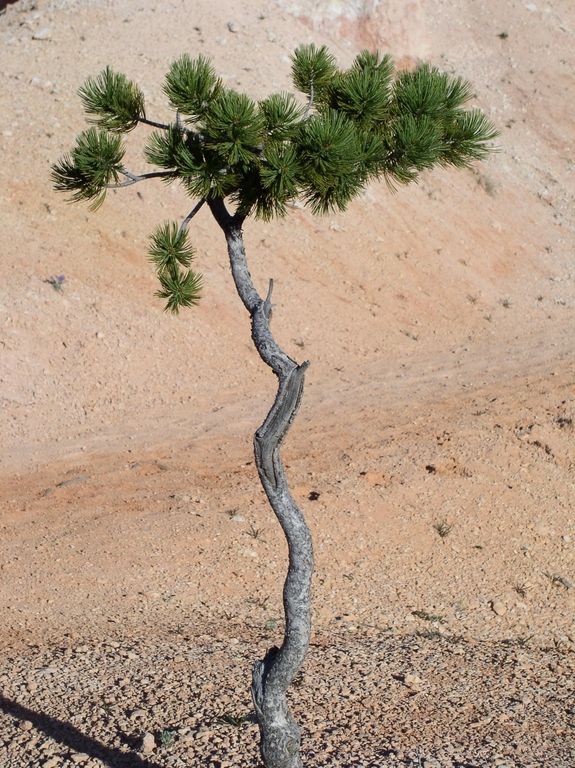 b_pinyon