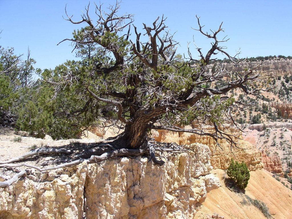 b_pinyon_2