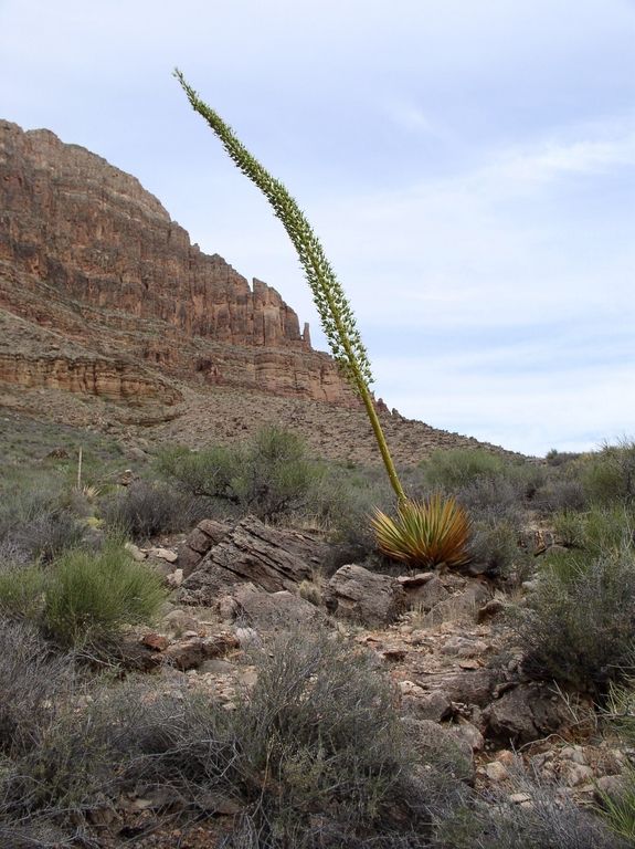 g_Agave_utahensis