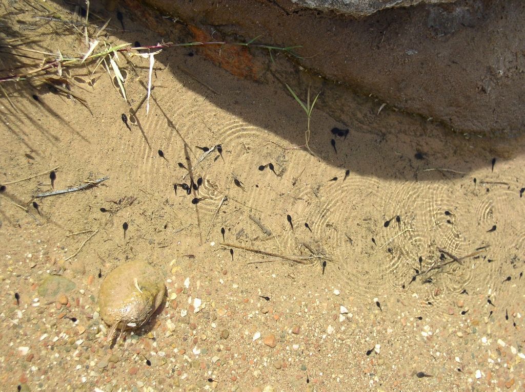 g_tadpoles