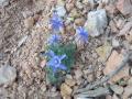 b_Aquilegia_scopulorum.jpg