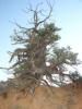 b_Pinus_edulis.jpg
