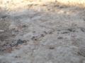 b_ants.jpg