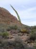 g_Agave_utahensis.jpg