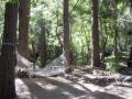 o_cottonwood_ponderosa_sunlight.jpg