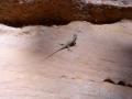z_Sceloporus_undulatus.jpg