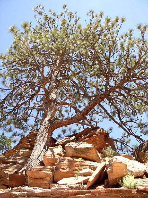 z_pinyon_pine