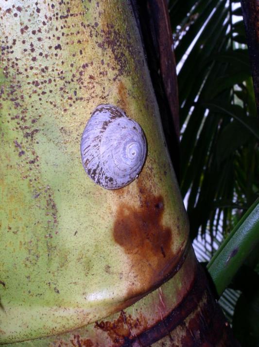 a_snail