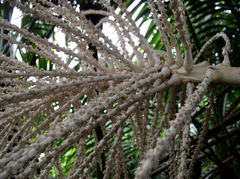 foliage