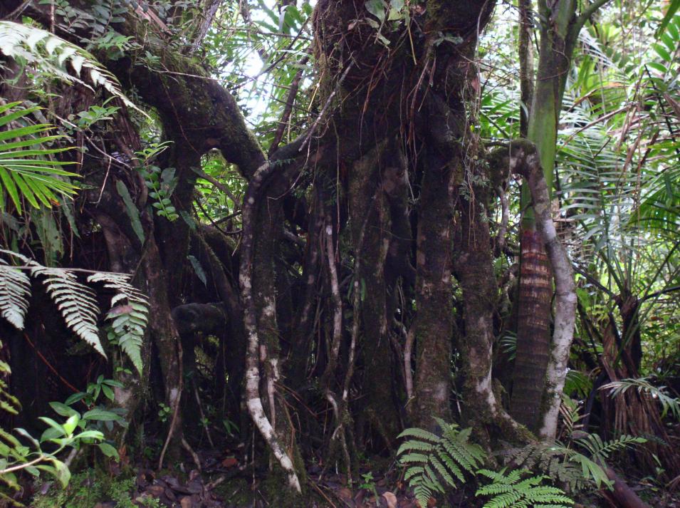 roots