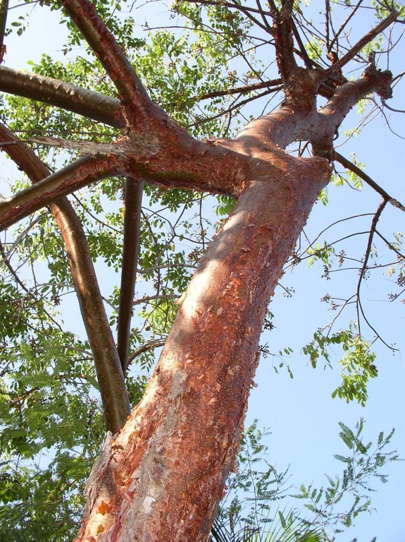 arbol_2