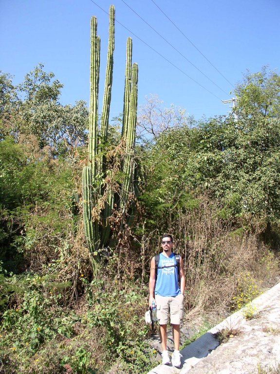 cacto