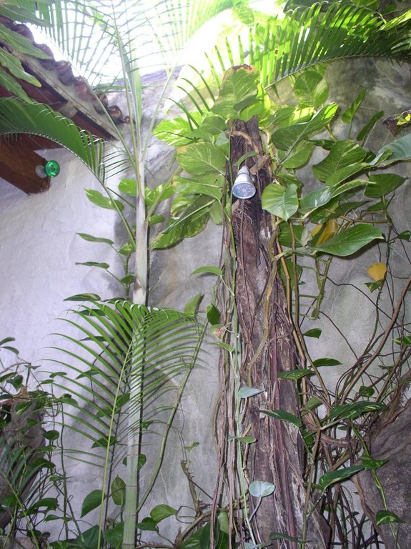 chubasco_de_la_selva