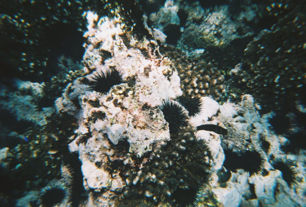 coral