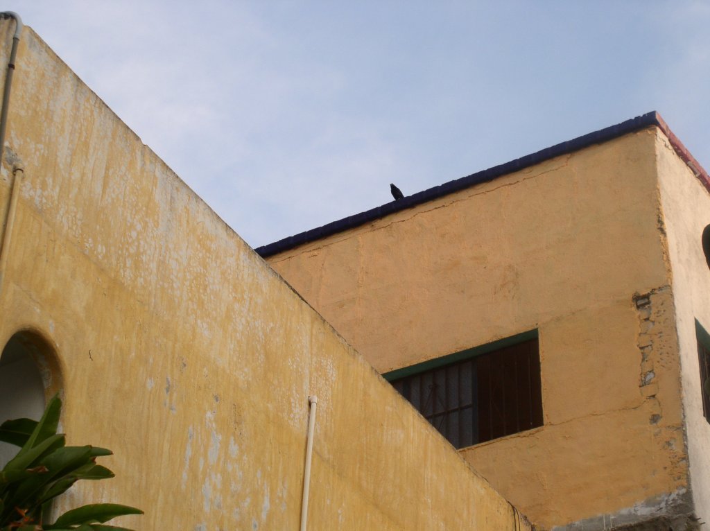 cuervo