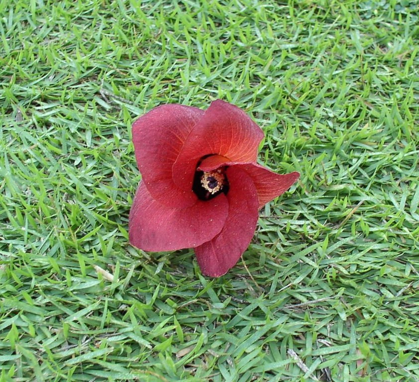 flor_rojo