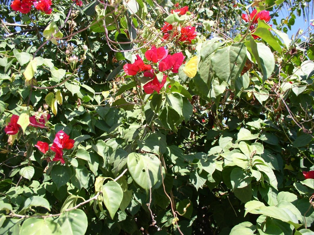 flores_rojos
