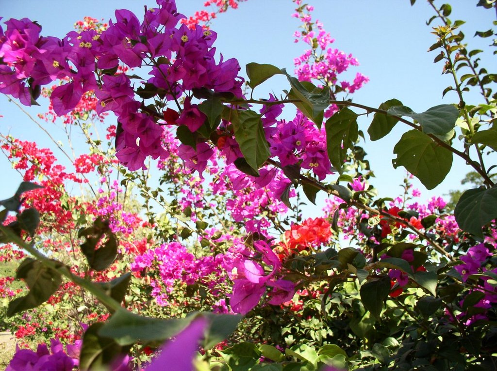 flores_rosas