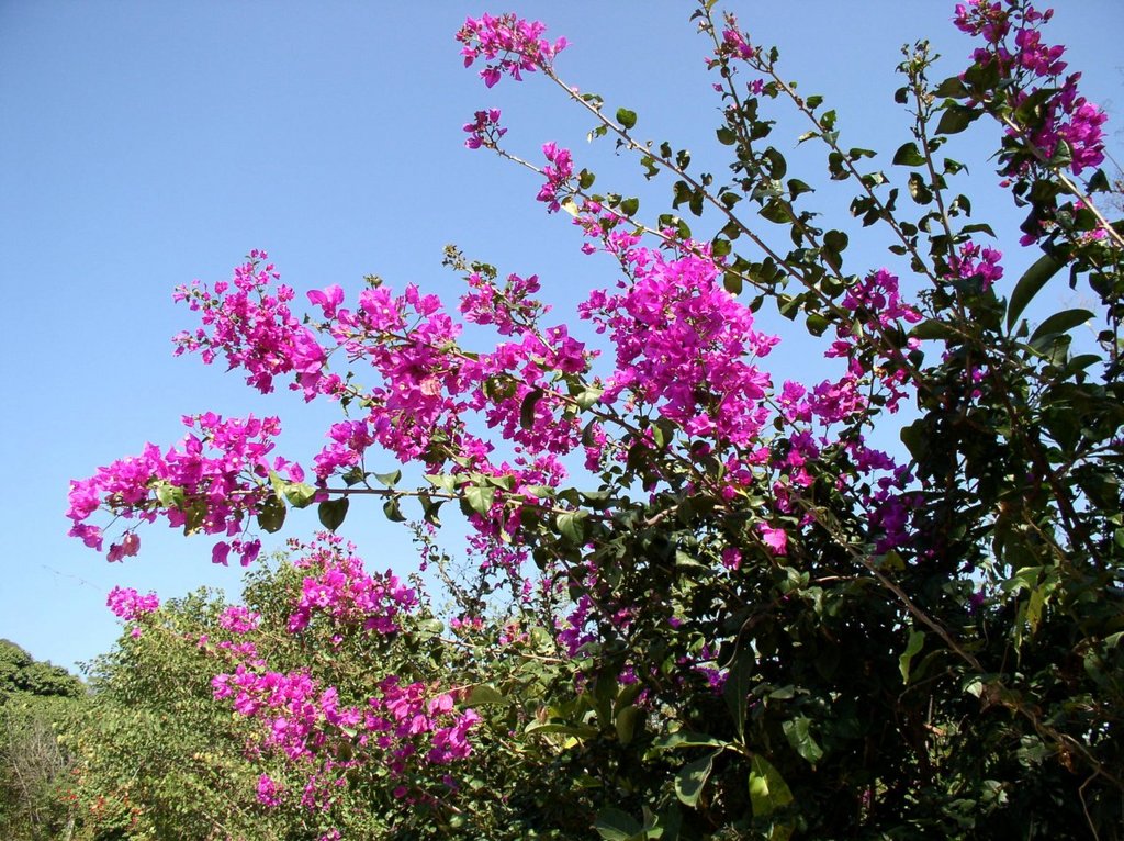 flores_rosas_1