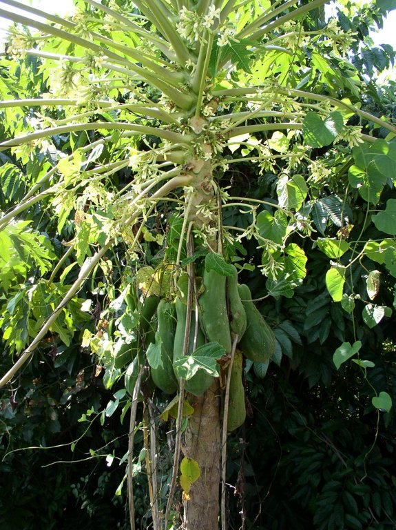 gourd_tree