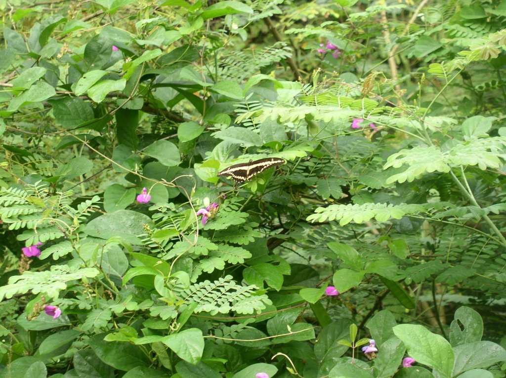 mariposa