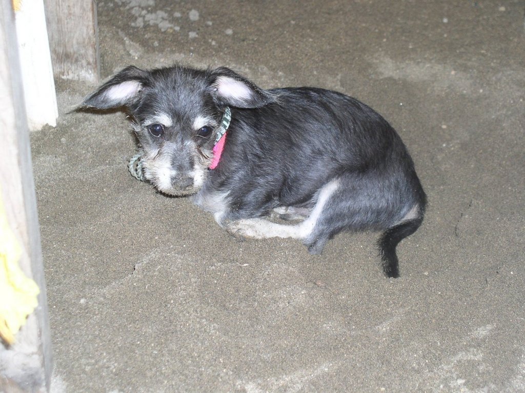 perro_de_la_playa