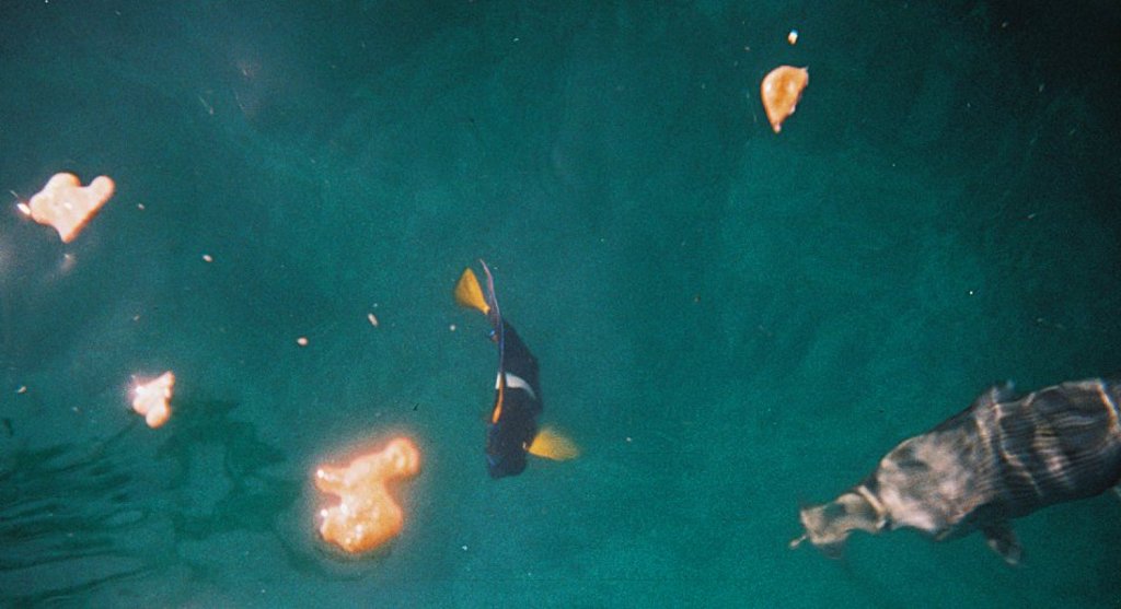 pescado