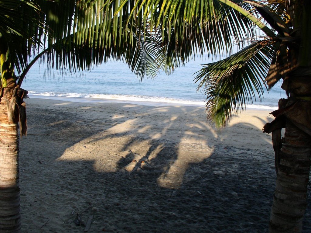 playa_entre_palmas