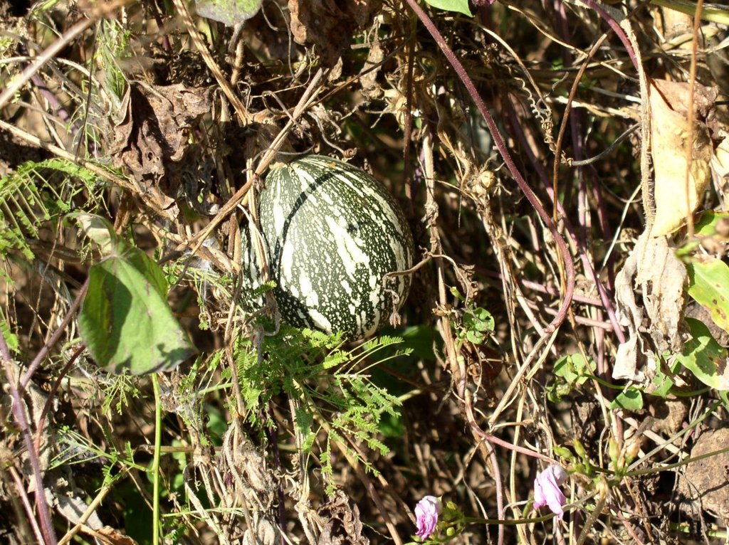 squash