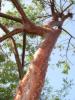 arbol_2.jpg