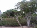 arbol_de_la_playa.jpg