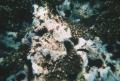 coral.jpg