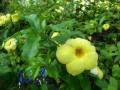 flor_amarillo.jpg