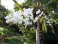 flores_blancos.jpg