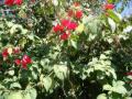 flores_rojos.jpg