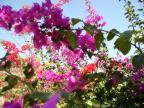 flores_rosas.jpg