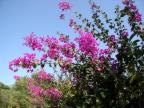 flores_arosas_1.jpg