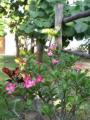 flores_rosas_2.jpg