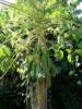 gourd_tree.jpg