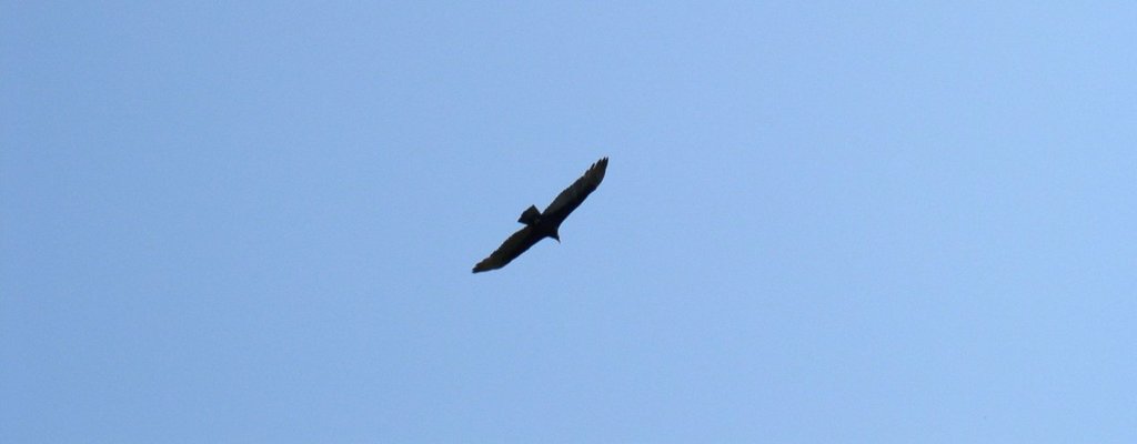 vulture