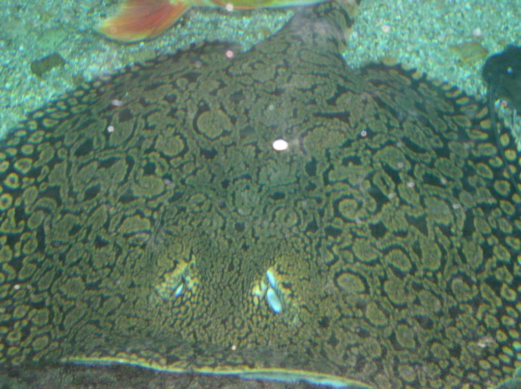 ray