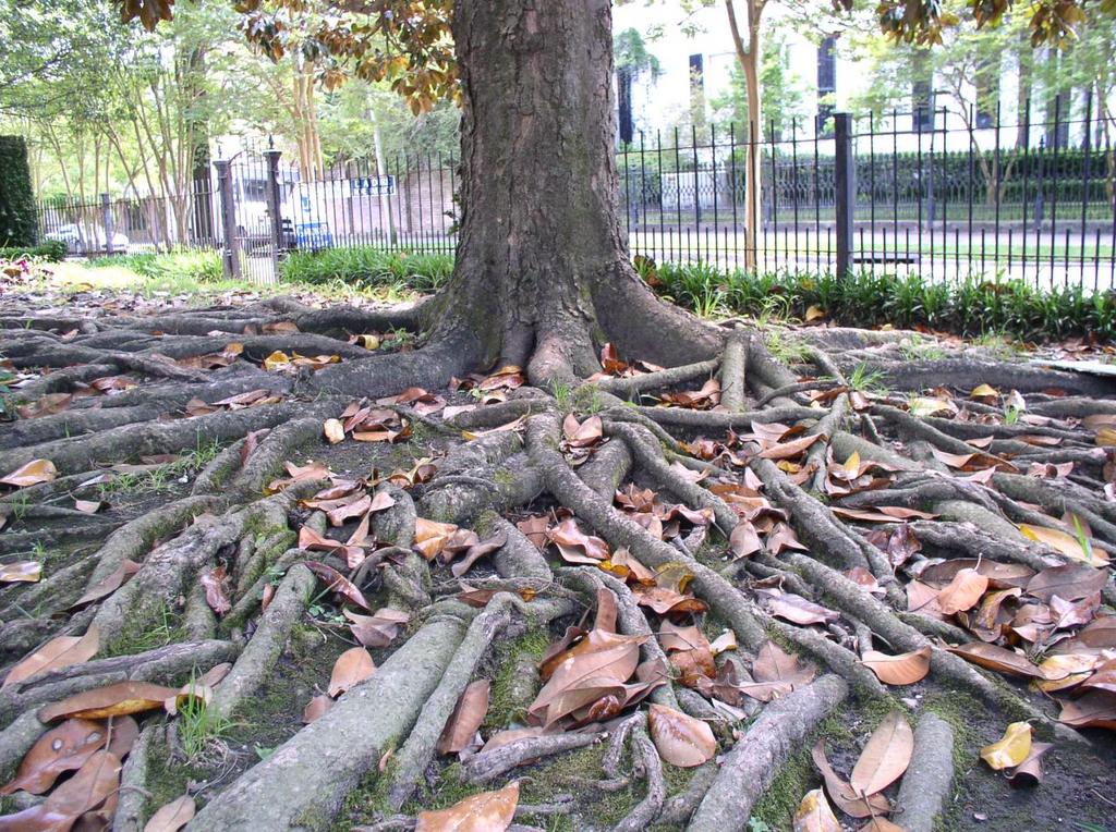 roots