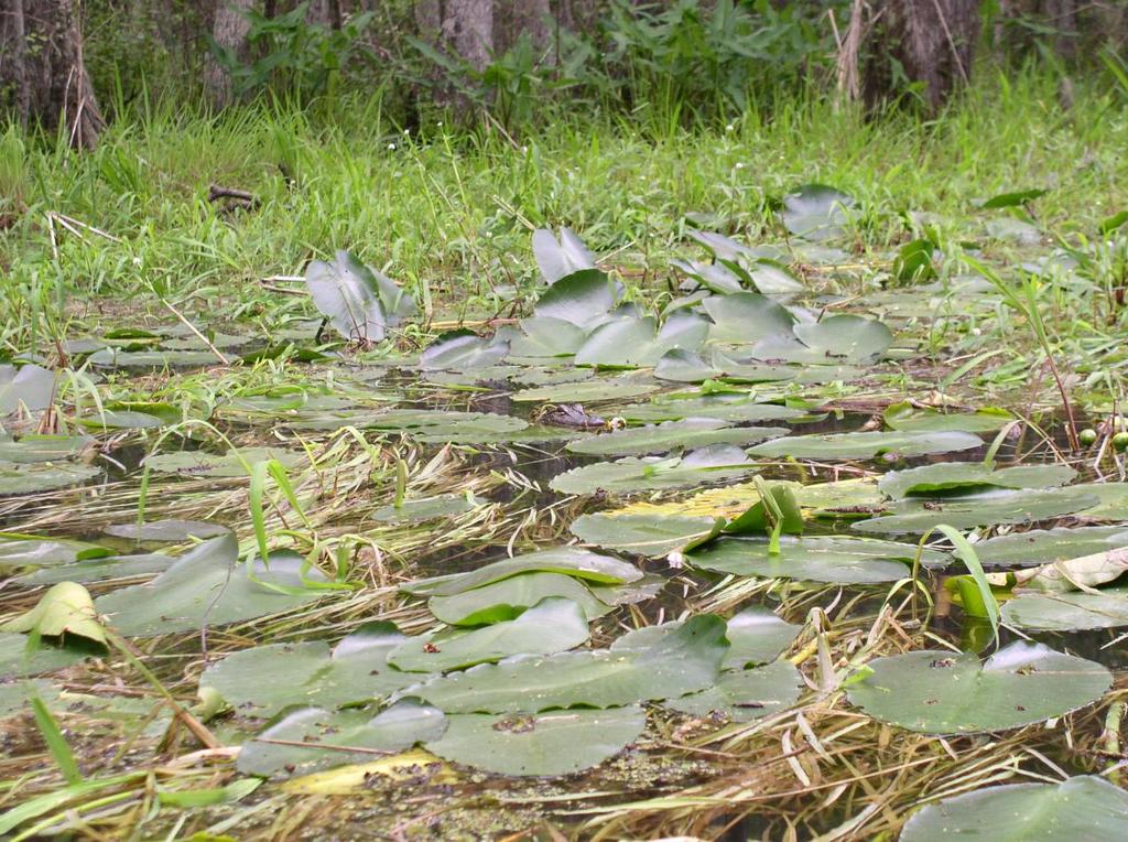 spot_the_gator_2