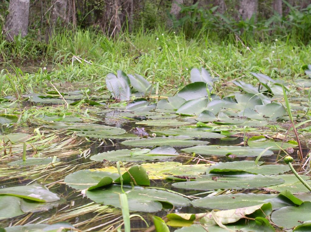spot_the_gator_3